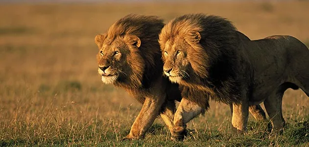 two-male-lions-Kenya